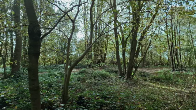 Poster: - Yourgirlnextdoor1 - Lost In The Forest A Werewolf Encounter 4K » Download Free Porn & XXX Videos in HD, 1080p